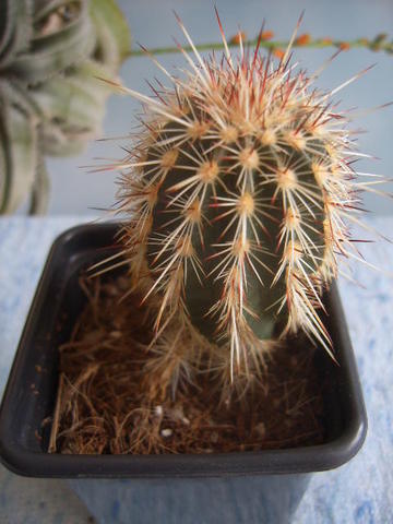 Echinocereus chloranthus.var jarilla mnts 001 cactus
