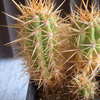 Trichocereus  spec las coim... - cactus