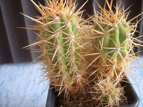 Trichocereus  spec las coimas chili 97 003 cactus