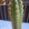 Seticereus roezlii 004 - cactus