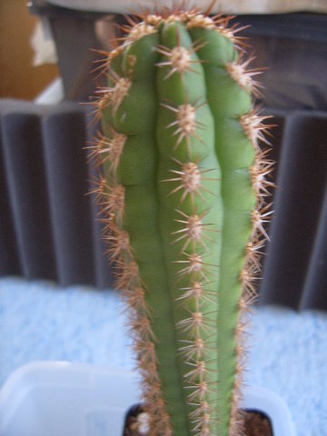Seticereus roezlii 004 cactus