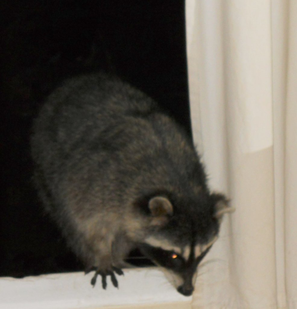raccoon1 - 