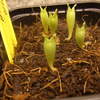 Hoodia vervolg 004 - cactus