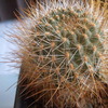 Rebutia robustispina  se141... - cactus