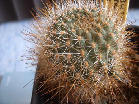 Rebutia robustispina  se141 3000 meter 06 007 cactus