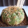 Gymnocalycium schroederianu... - cactus