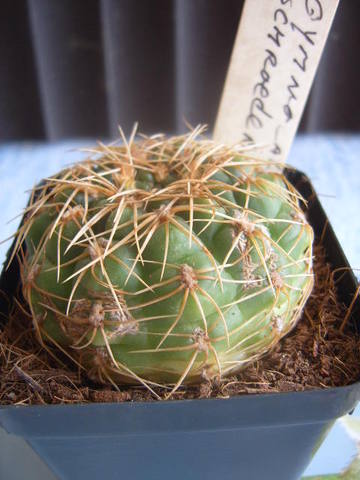 Gymnocalycium schroederianum 002 cactus