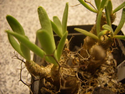 Tylecodon reticularis 006 cactus