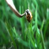 How to pet a ladybug 5 - videos