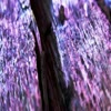 Purple Beetle Wood - videos
