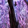 Purple Beetle Wood final - videos