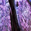 Purple Beetle Wood with Gui... - videos