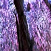 Purple Beetle Wood with Tri... - videos