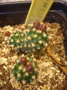 Pediocactus knowltoni 015 cactus