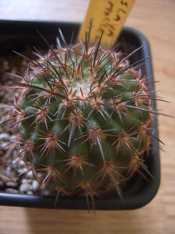 Islaya mollendensis  98 010 cactus