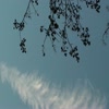 Cool cloud floats by - videos