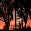 Sunset 12 - 29 - 11 - videos
