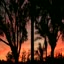 Sunset 12 - 29 - 11 - videos