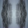 Tree kaleidoscope - videos