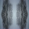 Tree kaleidoscope 1 - videos