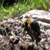 Weird Bee - videos