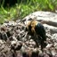 Weird Bee, White Horse (The... - videos