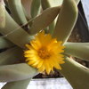 Schwantesia pillansi  bloem... - cactus