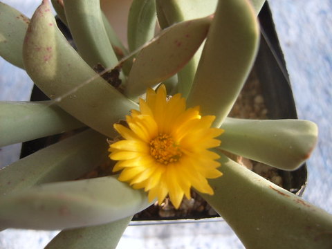 Schwantesia pillansi  bloem open 004 cactus