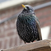 P1260187 - de vogels van amsterdam