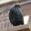 P1260188 - de vogels van amsterdam