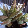 aloe melanacantha  96 002 - cactus