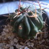 Echinofossullocactus coptog... - cactus