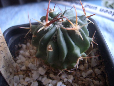 Echinofossullocactus coptogonus 97 001 cactus