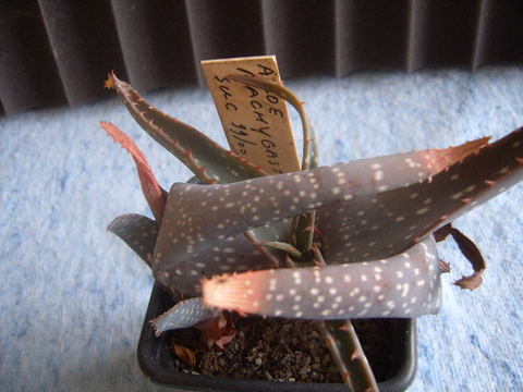 Aloe pachygaster 00 002 cactus