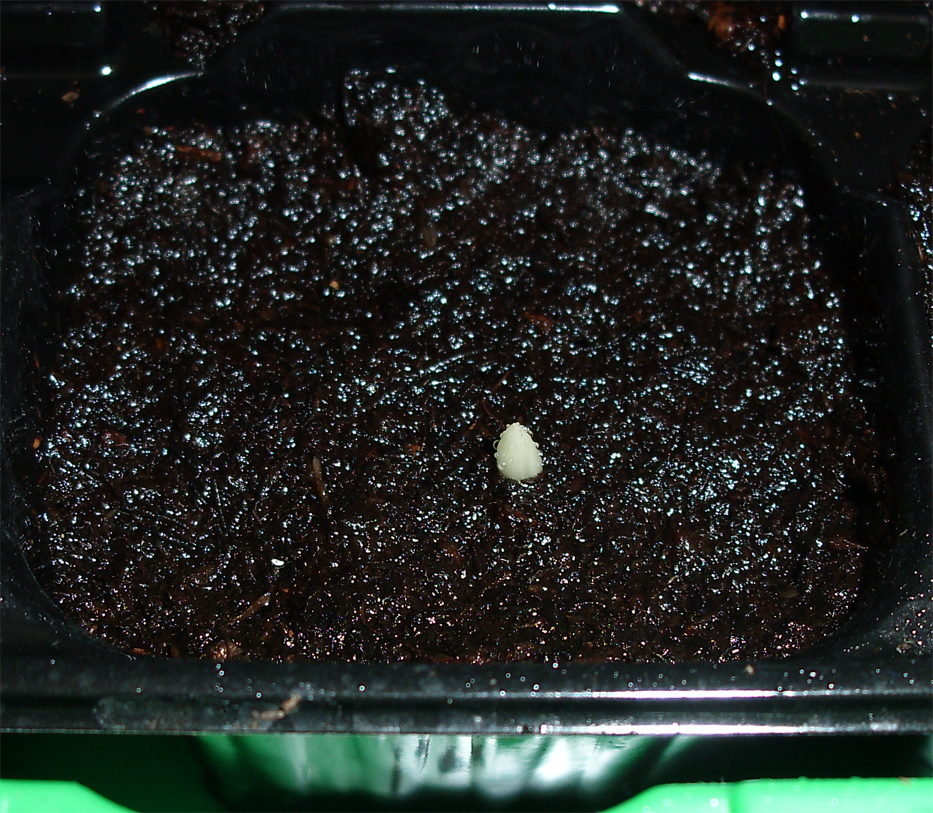 PhoenixDactilifera - 