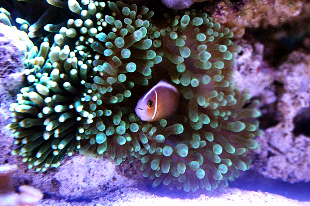 skunkhead on anemon - 