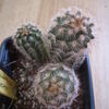 Echinocereus lindsayi 07 012 - cactus