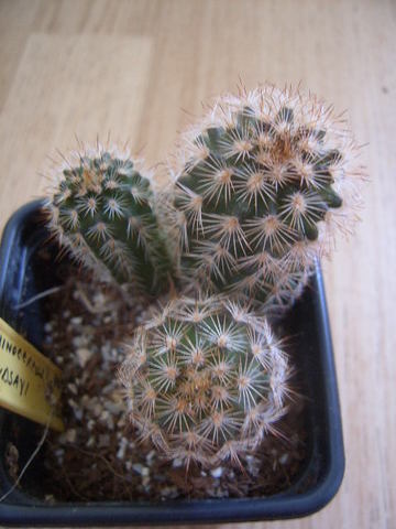Echinocereus lindsayi 07 012 cactus