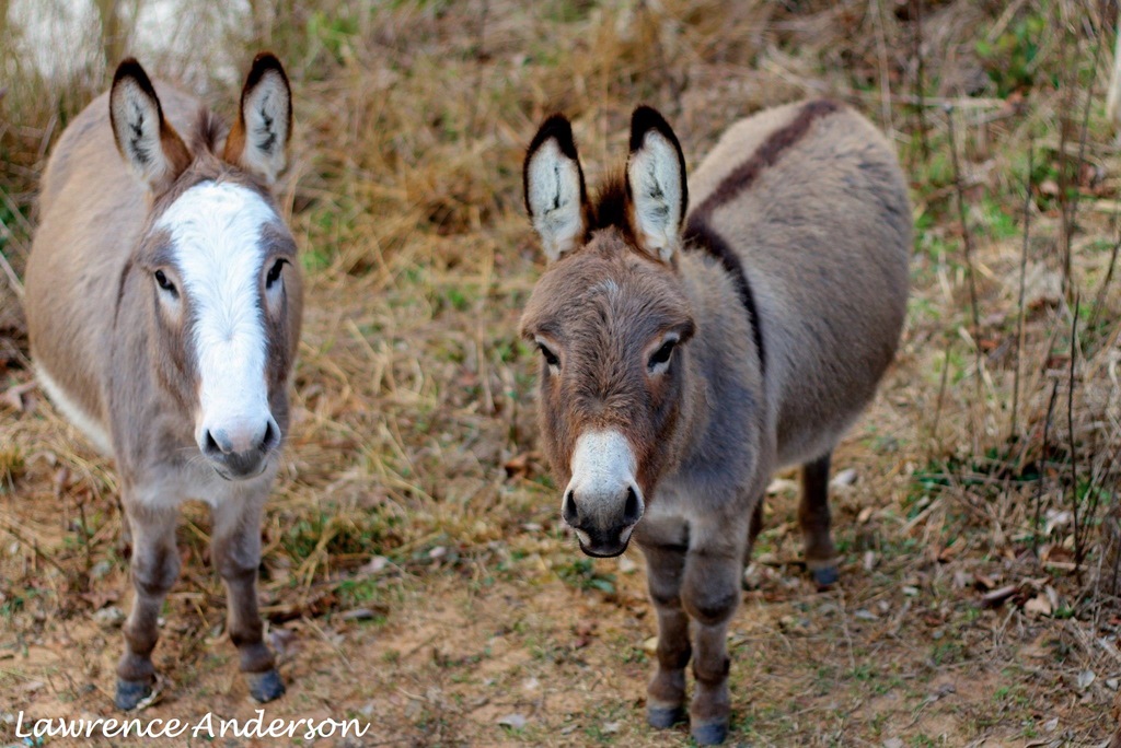 donkey - 