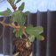 Idria columnaris  06 004 - cactus