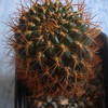 Sulcorebutia oenantha  2007... - cactus