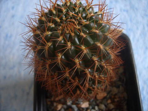 Sulcorebutia oenantha  2007 001 cactus