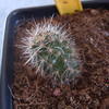 Echinocereus sanpedroensis 008 - cactus