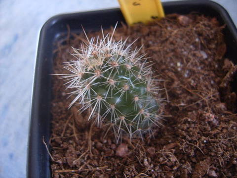 Echinocereus sanpedroensis 008 cactus