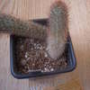 Haageocereus ambigus 007 - cactus