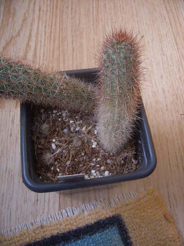 Haageocereus ambigus 007 cactus