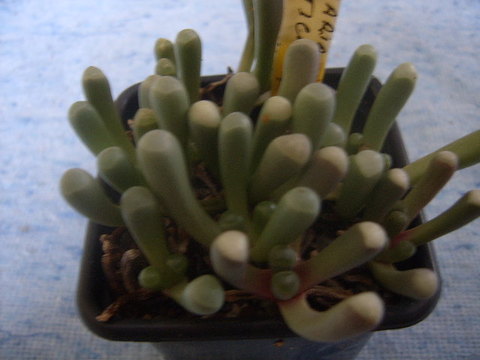 Fenestrraria auriantica 009 cactus