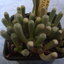 Fenestrraria auriantica 009 - cactus