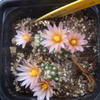 pediocactus  knowltoni bloe... - cactus