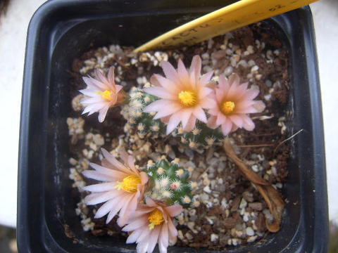 pediocactus  knowltoni bloei 006 cactus